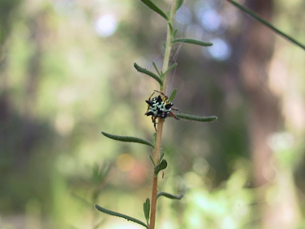 The Christmas spider, one of the many "cute" critters in the Newman's back yard.