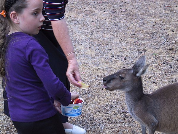 Feeding the roos