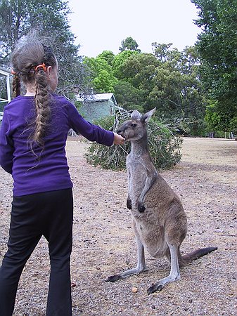 These are the common grey kangaroo, smaller than the big red ones (not in this part of Australia.)