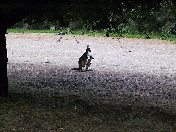 Mother and joey at dusk.