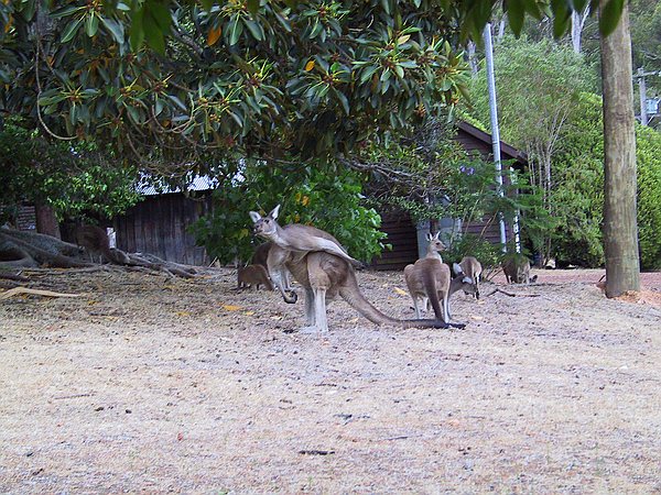 Male kangaroo with big arms