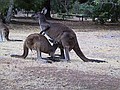 This joey doesn't know that she's too old for pouch feeding