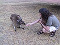 David had never fed kangaroos either.