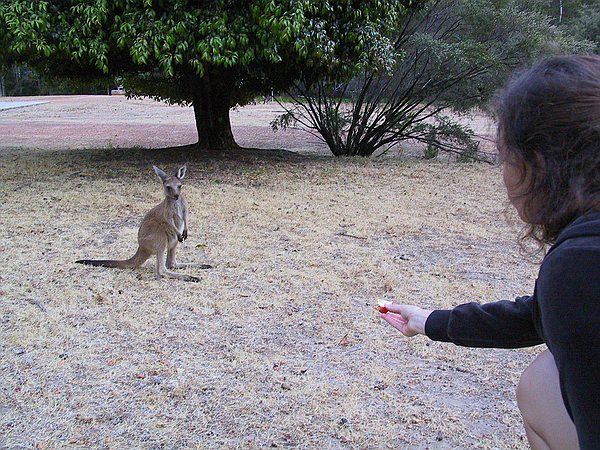 Sam tries to lure a little joey. They were shy.