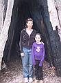 Standing inside the "King Tree" - the largest Jarrah tree in Western Australia.