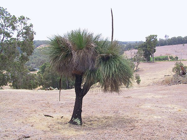 The grass tree - local shrubbery.