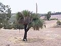 The grass tree - local shrubbery.