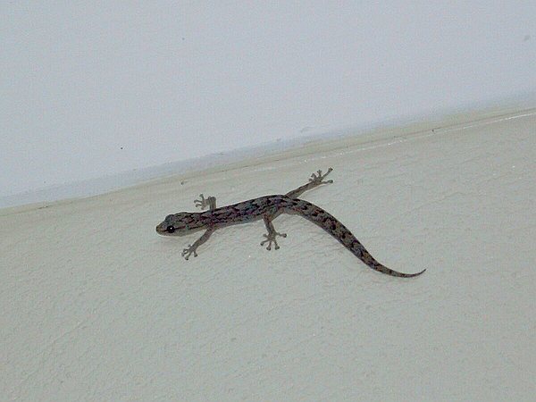 The gecco, the cutest of the critters to visit our bedroom.
