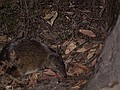 More backyard critters.  This is a bandicoot.  Yes there is a video game named after this fellow.