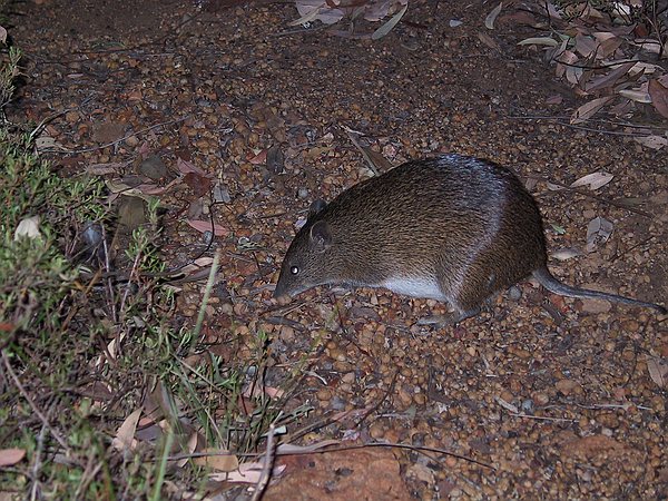 More of the bandicoot.