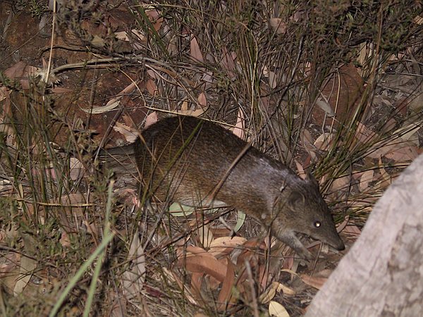 Surprisingly he allowed me to take a few photos before going into hiding.