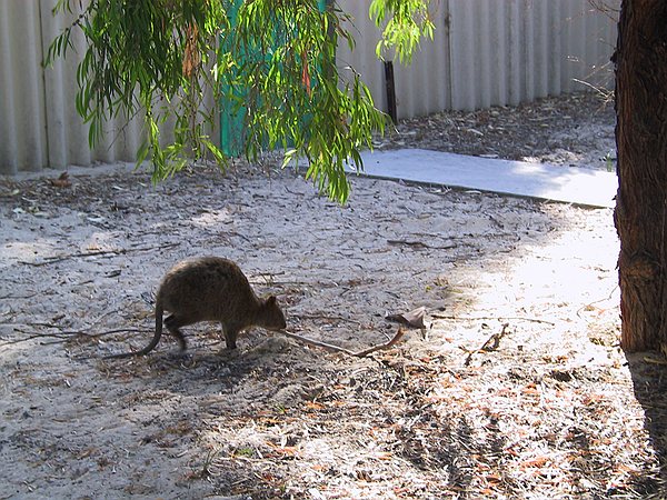 See Quokka hop.