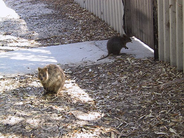 The Quokka is the very cute marsupial that inhabits the whole island, and is the source of the island's name.  Rottnest is basically Dutch for "rats nest".