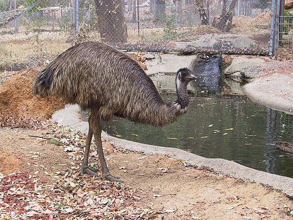 An Emu at Cahunu Koala Park.