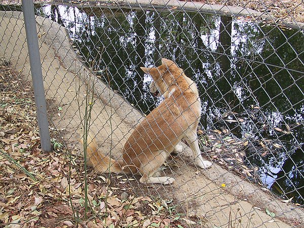 Dingos are cute.
