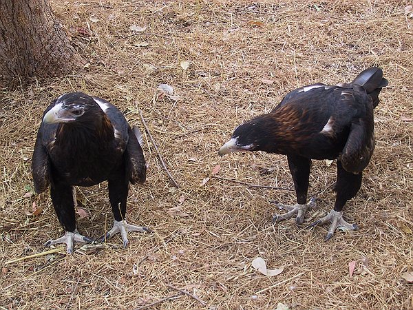 Some native eagles.
