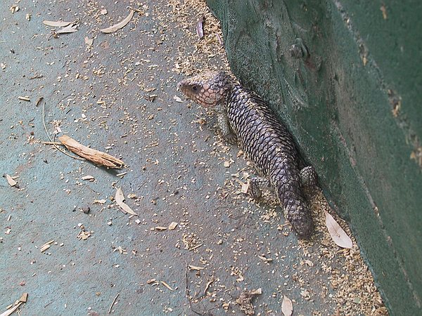 The Blue-tongued Bob-tailed Goanna.  David and Ben played with these as kids.