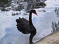 The Black Swan.