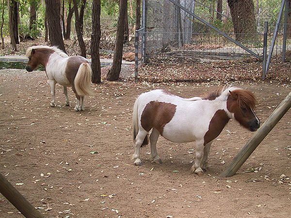 cute horses.