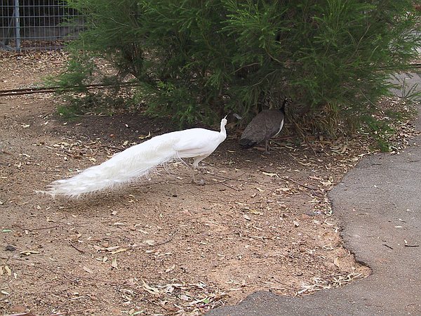 Albino peacock
