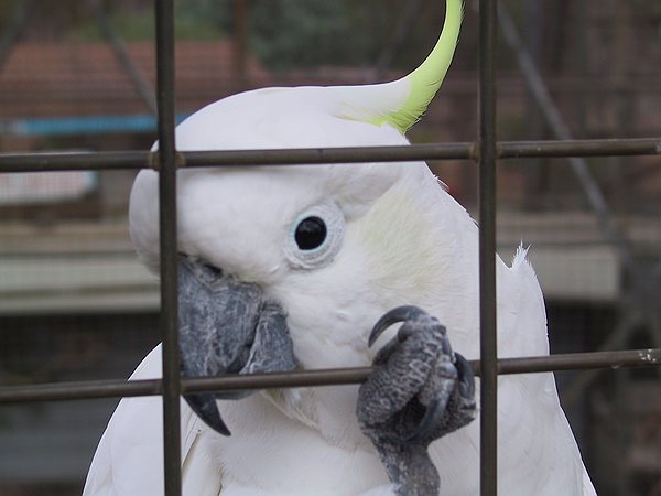 Friendly birdlife.