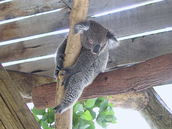 Sleepy wildlife.