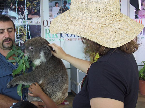 The koala didn't mind -- he had some lunch.