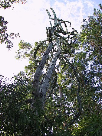 Greg's giant cactus.