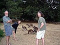 Fun with kangaroos!