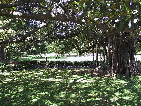 Sydney's Botanic Gardens