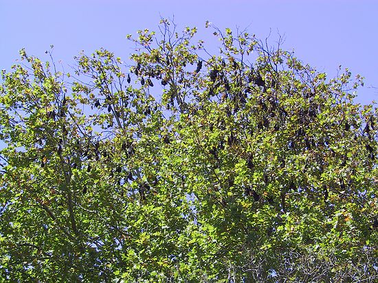 Yes, Sydney has bats hanging in the Botanic Gardens.