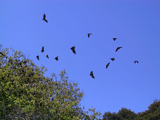 Lots of bats.