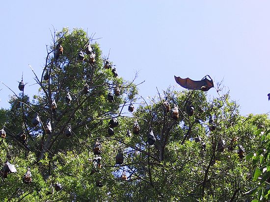 many, many bats