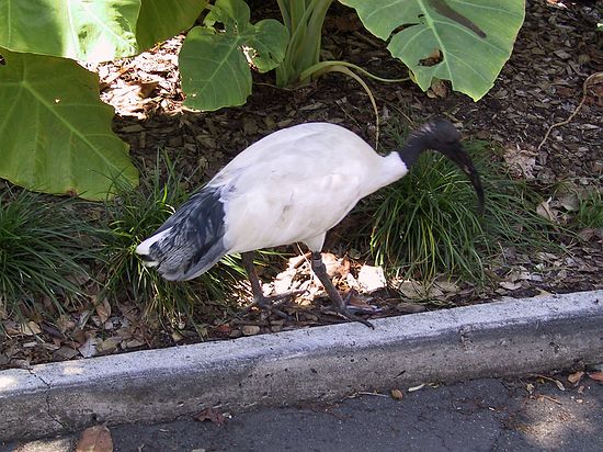 The Purple Ibis, apparently they can be a pest
