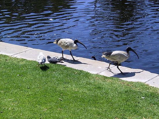More Purples Ibises