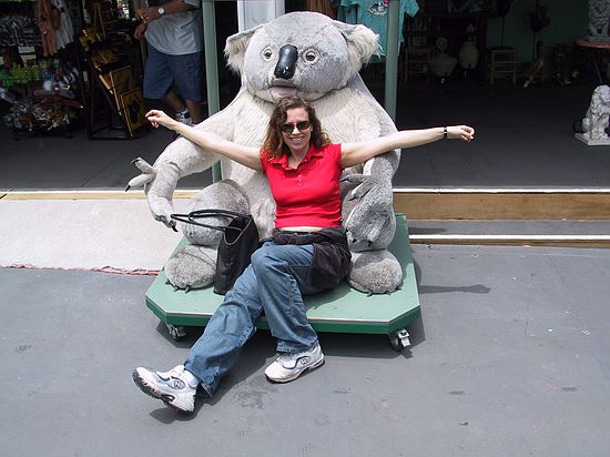 First koala contact