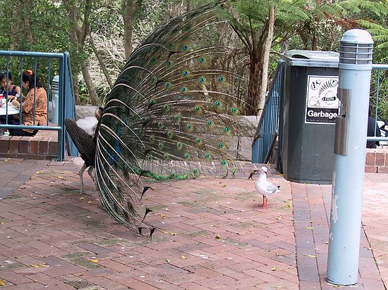 Peacock and seagull face off.