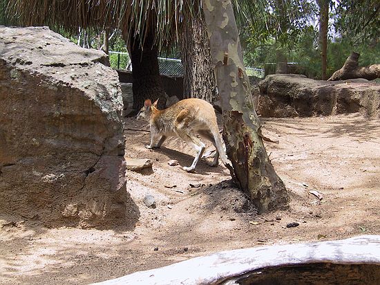 Wallaby