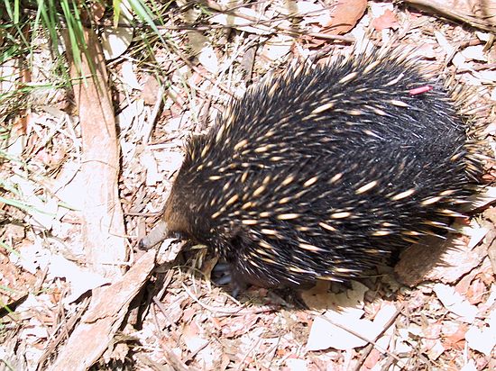 Cute Australian Porcupine, the Echidna