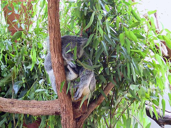 Koalas, they sleep a lot