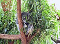 Koalas, they sleep a lot
