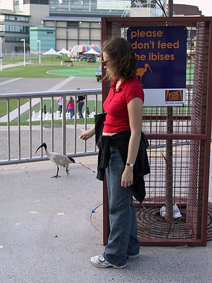 We can't avoid those Ibises