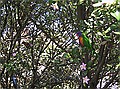Wild birds (Rosellas) just a few feet away.  A Samantha quote "Are they escaped pets?"